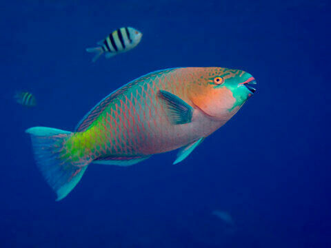 Imagem do Peixe Papagaio